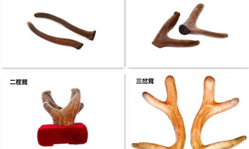 广药集团夏桑菊饮料-广西药用夏桑菊颗粒-专业夏桑菊颗粒价格多少钱一盒平台-夏桑菊颗粒价格多少钱一盒