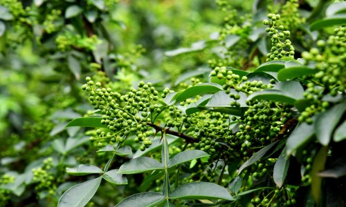 广西药用夏桑菊颗粒-专业夏桑菊颗粒价格多少钱一盒平台-夏桑菊颗粒价格多少钱一盒